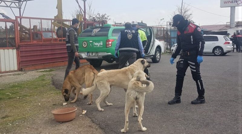 Kahramanmaraş’ta sokak hayvanlarına polis şefkati